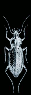 scarabee image