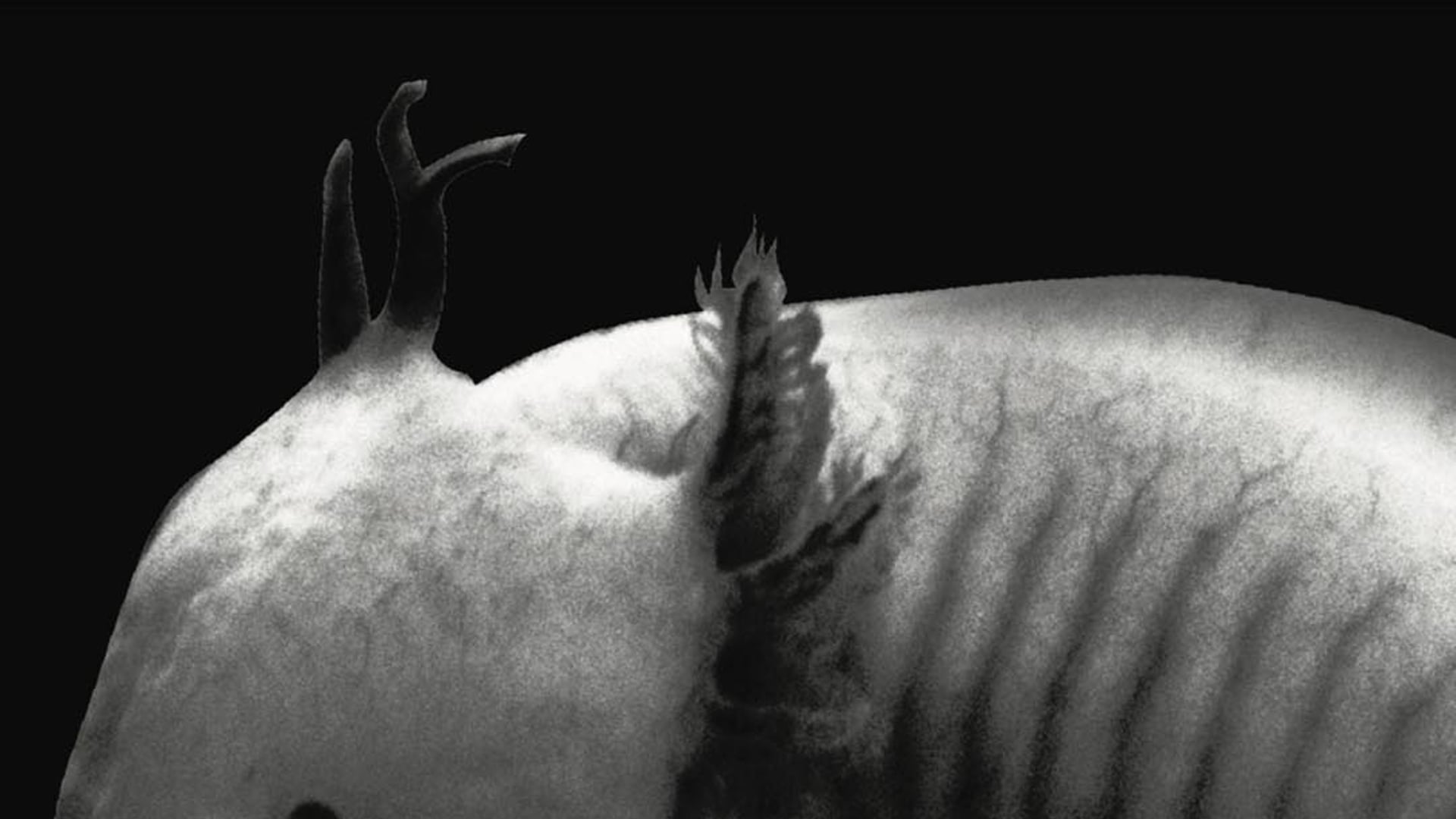Axolotl